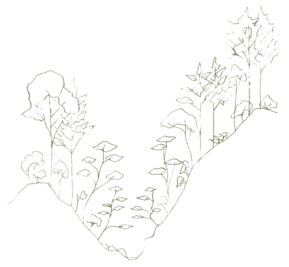 広葉樹植樹による50年後の森の実施想定例 Example of expected future of broad-leaf forest in 50 years